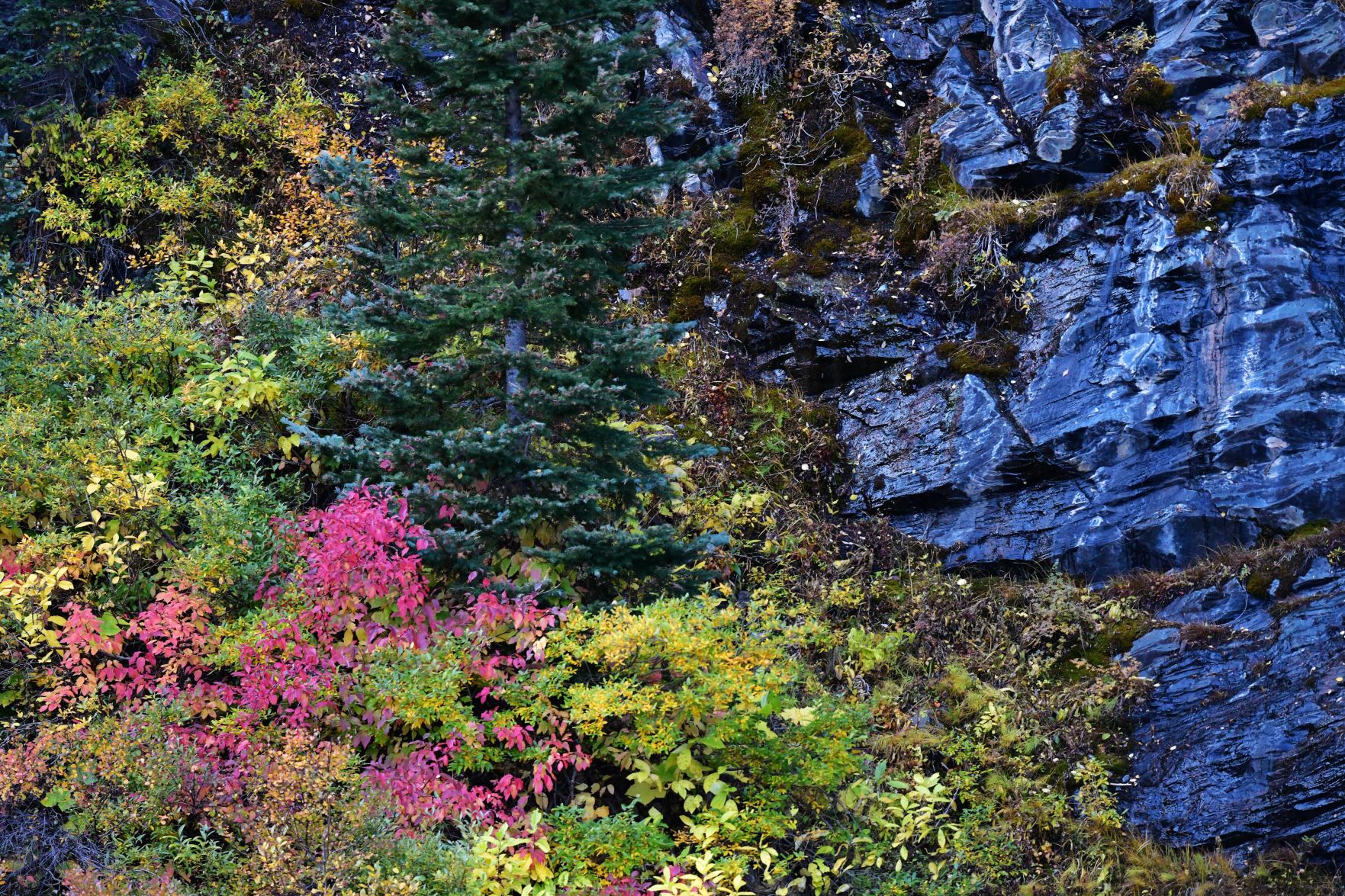100619-news-aspens 51.JPG